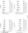 Fig. 33 - ANTIBODIES TO ICOS