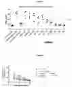 Fig. 06 - ADAMTS binding immunoglobulins