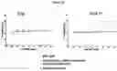 Fig. 26 - Optimized antibodies that target CD19