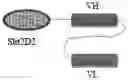 Fig. 01 - Bispecific antigen-binding construct and preparation method and use thereof
