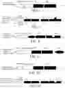 Fig. 06 - METHOD FOR EXPRESSING AND PREPARING POLYVALENT MULTI-SPECIFIC ANTIBODY AND IMMUNE HYBRID PROTEIN
