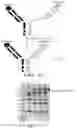 Fig. 09 - METHOD FOR EXPRESSING AND PREPARING POLYVALENT MULTI-SPECIFIC ANTIBODY AND IMMUNE HYBRID PROTEIN