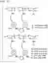 Fig. 12 - Polymer compound and method for manipulating cell using same
