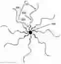 Fig. 01 - Amphiphilic triblock polymer