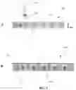 Fig. 04 - Mesofluidic device for culture of cell aggregates