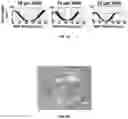 Fig. 06 - Micropatterned hydrogel for cell cultures