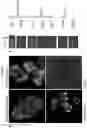 Fig. 09 - Culture Method for Organoids