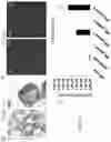 Fig. 12 - Culture Method for Organoids