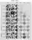 Fig. 15 - Culture Method for Organoids