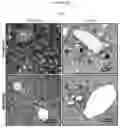 Fig. 32 - Culture Method for Organoids