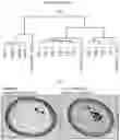 Fig. 40 - Culture Method for Organoids