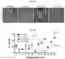 Fig. 06 - In vitro methods of differentiating stem cells into neurons and neurons generated using the same