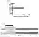 Fig. 08 - In vitro methods of differentiating stem cells into neurons and neurons generated using the same