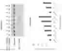 Fig. 20 - Genetically engineered hematopoietic stem cells and uses thereof