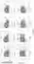 Fig. 03 - Process for generation, identification and isolation of human pluripotent stem cell-derived cardiomyocytes and cardiomyocyte subpopulations