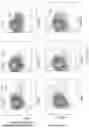 Fig. 04 - Process for generation, identification and isolation of human pluripotent stem cell-derived cardiomyocytes and cardiomyocyte subpopulations
