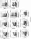 Fig. 20 - Process for generation, identification and isolation of human pluripotent stem cell-derived cardiomyocytes and cardiomyocyte subpopulations