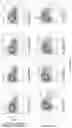 Fig. 22 - Process for generation, identification and isolation of human pluripotent stem cell-derived cardiomyocytes and cardiomyocyte subpopulations
