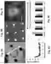 Fig. 05 - Method to reproduce circadian rhythms on a microfluidic chip