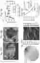 Fig. 11 - Method to reproduce circadian rhythms on a microfluidic chip