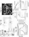 Fig. 12 - Method to reproduce circadian rhythms on a microfluidic chip
