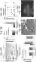 Fig. 13 - Method to reproduce circadian rhythms on a microfluidic chip