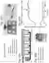 Fig. 23 - Method to reproduce circadian rhythms on a microfluidic chip