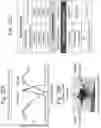Fig. 25 - Method to reproduce circadian rhythms on a microfluidic chip