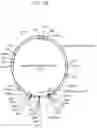 Fig. 26 - ACTIVITY-DEPENDENT EXPRESSION CONSTRUCTS AND METHODS OF USING THE SAME