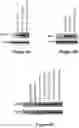 Fig. 06 - VECTORS WITH PROMOTER AND ENHANCER COMBINATIONS FOR TREATING PHENYLKETONURIA