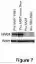 Fig. 08 - VECTORS WITH PROMOTER AND ENHANCER COMBINATIONS FOR TREATING PHENYLKETONURIA