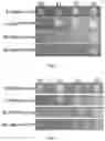 Fig. 02 - K85 mutation-containing plant EPSPS mutant, and encoding gene and application thereof