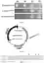 Fig. 03 - K85 mutation-containing plant EPSPS mutant, and encoding gene and application thereof