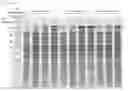Fig. 16 - Protein deamidase