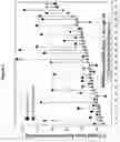 Fig. 09 - Methods and compositions for the specific inhibition of KRAS by asymmetric double-stranded RNA