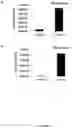 Fig. 06 - Regulatory nucleic acid molecules for enhancing constitutive gene expression in plants