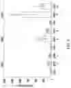 Fig. 04 - METHODS AND COMPOSITIONS FOR INSERTION OF ANTIBODY CODING SEQUENCES INTO A SAFE HARBOR LOCUS