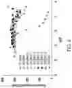 Fig. 05 - METHODS AND COMPOSITIONS FOR INSERTION OF ANTIBODY CODING SEQUENCES INTO A SAFE HARBOR LOCUS