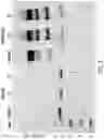 Fig. 06 - METHODS AND COMPOSITIONS FOR INSERTION OF ANTIBODY CODING SEQUENCES INTO A SAFE HARBOR LOCUS
