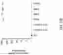 Fig. 14 - METHODS AND COMPOSITIONS FOR INSERTION OF ANTIBODY CODING SEQUENCES INTO A SAFE HARBOR LOCUS