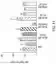 Fig. 16 - METHODS AND COMPOSITIONS FOR INSERTION OF ANTIBODY CODING SEQUENCES INTO A SAFE HARBOR LOCUS