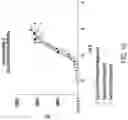 Fig. 21 - METHODS AND COMPOSITIONS FOR INSERTION OF ANTIBODY CODING SEQUENCES INTO A SAFE HARBOR LOCUS