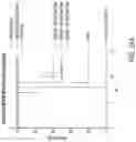 Fig. 26 - METHODS AND COMPOSITIONS FOR INSERTION OF ANTIBODY CODING SEQUENCES INTO A SAFE HARBOR LOCUS