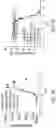 Fig. 31 - METHODS AND COMPOSITIONS FOR INSERTION OF ANTIBODY CODING SEQUENCES INTO A SAFE HARBOR LOCUS