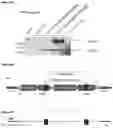 Fig. 09 - CONSTRUCTS COMPRISING NEURONAL VIABILITY FACTORS AND USES THEREOF