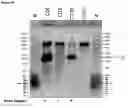 Fig. 10 - CONSTRUCTS COMPRISING NEURONAL VIABILITY FACTORS AND USES THEREOF