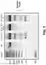 Fig. 08 - METHODS AND COMPOSITIONS FOR INCREASING RNA ACTIVITY IN A CELL