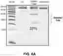 Fig. 09 - METHODS AND COMPOSITIONS FOR INCREASING RNA ACTIVITY IN A CELL