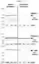 Fig. 02 - Methods and compositions for improved expression of recombinant proteins