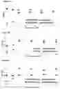 Fig. 06 - Methods and compositions for improved expression of recombinant proteins